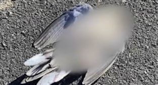 Dozens of bird dropping dead out of the sky in California neighborhood