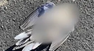 Dozens of bird dropping dead out of the sky in California neighborhood