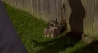 Evil scumbags filmed themselves setting cute wild animal on fire