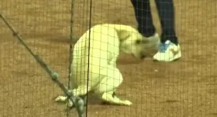 Fans horrified by baseball official's grotesque act