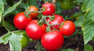 FDA issues most serious recall alert for tomatoes that could KILL