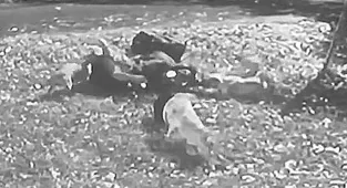 Horrific details of deadly Pitbull attack that saw man savaged