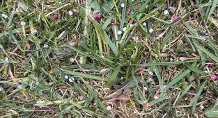I went to mow my lawn was baffled after finding white and pink balls
