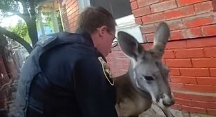 Kangaroo escape artist offered new home on 'arresting' officer's farm