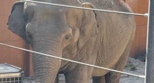 LA Mayor Karen Bass under fire for secretly moving beloved elephants