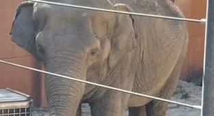 LA Mayor Karen Bass under fire for secretly moving beloved elephants