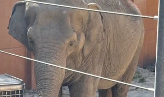 LA Mayor Karen Bass under fire for secretly moving beloved elephants