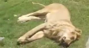 Man mauled to death and EATEN by pet lion days after buying the beast