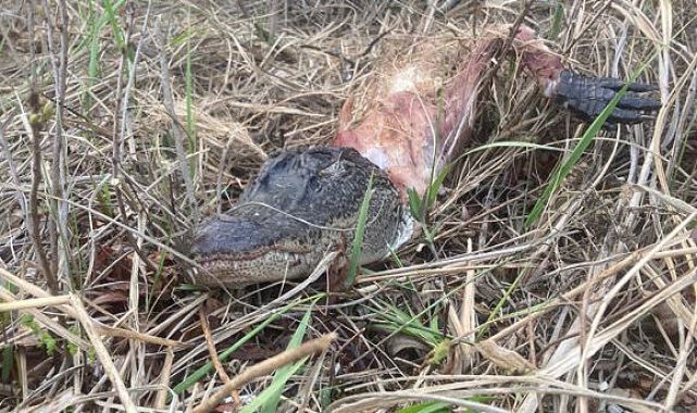 Mystery after skinned beast appears in enclave miles from its habitat