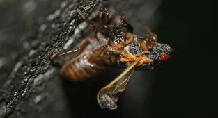 Sex-crazed insects are spotted in wild again after 17-year slumber
