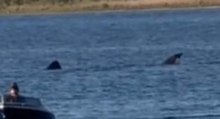 Terror in Rhode Island as TWENTY FOOT shark is spotted in pond