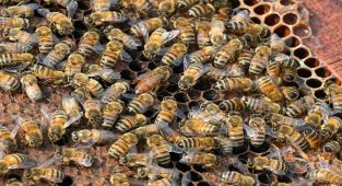 Truck accident unleashes 250 million honeybees in northwestern US