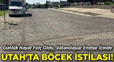 Utah'ta Böcek İstilası: Günlük Hayat Felç Oldu, Vatandaşlar Endişe İçinde!