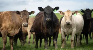 Vegan backlash gathers pace as old-school staple roars back