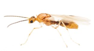 Warning as venomous insect imported from China invades 19 US states