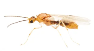 Warning as venomous insect imported from China invades 19 US states