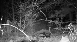 Wild predator caught on camera is a 'rare' sight, experts say