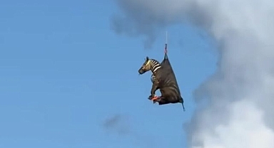 10 günlük kaçış sona erdi: Zebra Ed kırsalda yakalandı, helikopterle kurtarıldı