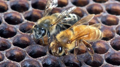 13 states invaded by killer bees that chase cars for miles