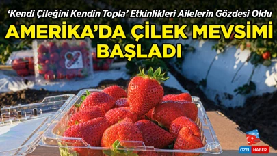ABD'de Çilek Mevsimi Başladı: 'Kendi Çileğini Kendin Topla' Etkinlikleri Ailelerin Gözdesi Oldu