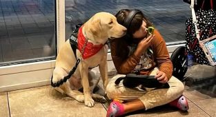 Autistic girl heartlessly separated from her support dog at airport
