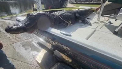 Brave way stranger saved woman from being eaten by an alligator