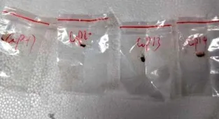 Chinese nationals accused of smuggling 'dangerous biological pathogen' into US