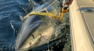 Largest ever great white shark swims towards popular US beach resort