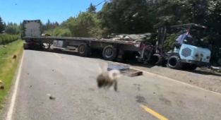 Millions of bees abuzz after truck overturns