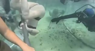 Moment underwater tourist appears to fight for life in viral video