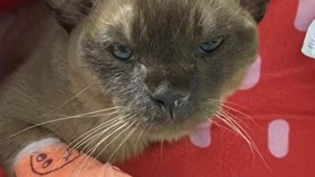 Pablo the cat's unbelievable one hour washing machine ordeal