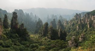People shocked by what forest which Avatar was based on looks like now