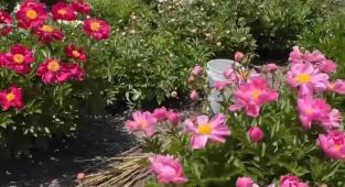 Protesters destroy university's peony garden 'in support of Palestine'
