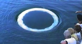 Strange 'communication' of non-human intelligence in oceans identified