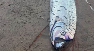 Ultra rare 'Harbinger of Doom' fish washes up on Australian beach