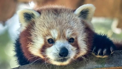 Cute red panda beloved by children inside California zoo suddenly dies