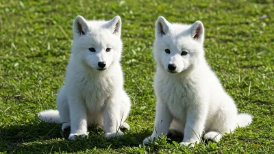 Dire wolves brought back from extinction have already doubled in size