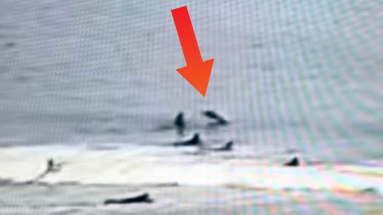 Florida surfer headbutted by SHARK while trying to catch a wave