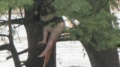 Girl clinging on for life in a tree after being swept down river