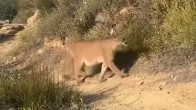 Hiker's video shows what to do if confronted by a mountain lion