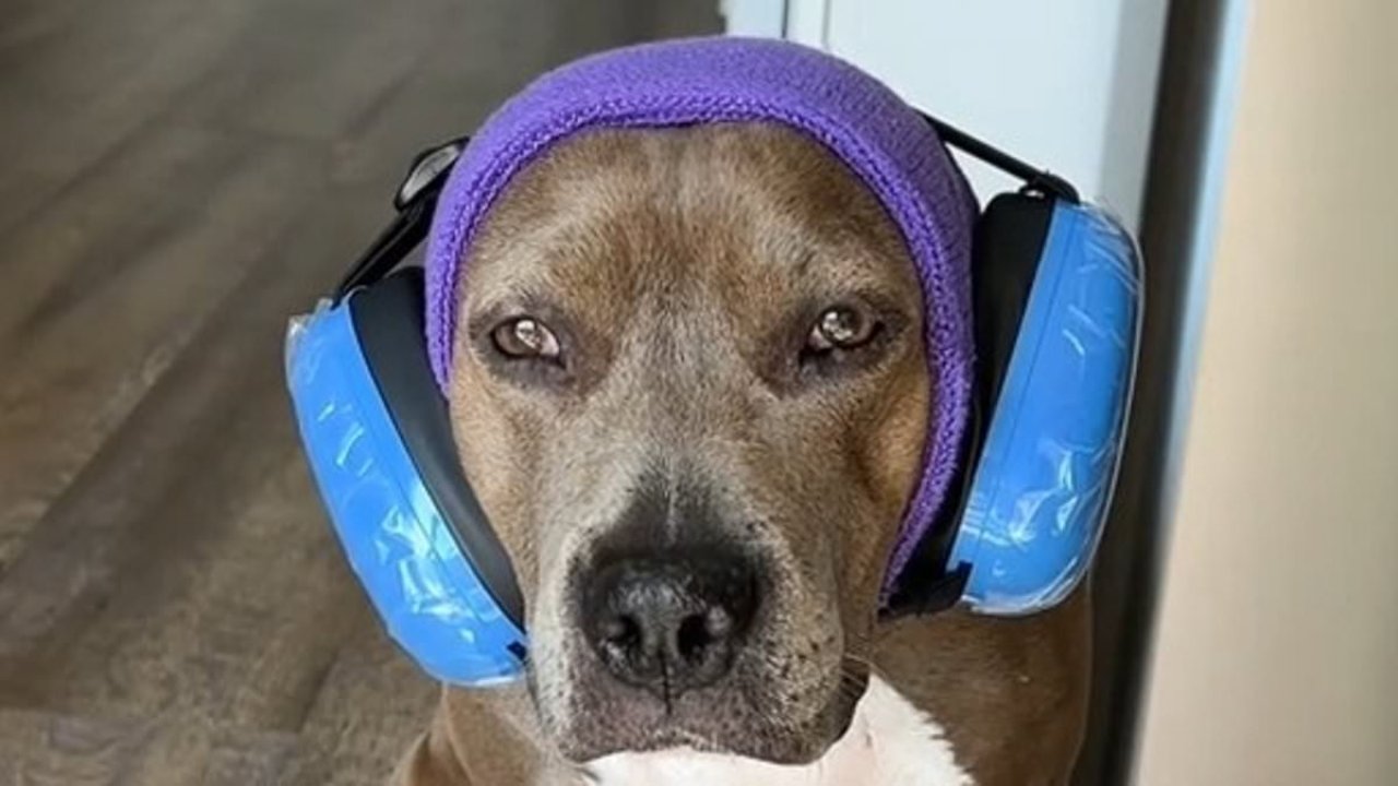 How to calm your dog during Fourth of July fireworks, according to vet