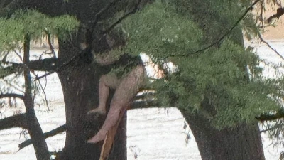 I clung to a tree for hours to survive monster Texas floods