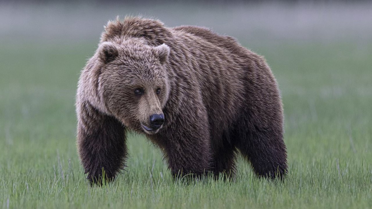 Illegal migrants could be at mercy of BEARS