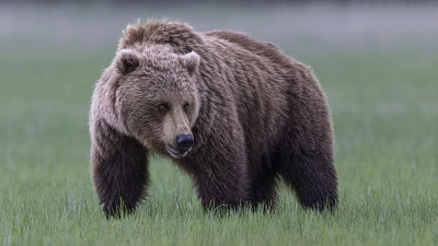Illegal migrants could be at mercy of BEARS