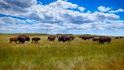 Startling new arrival upending lives in a red state utopia for cowboys
