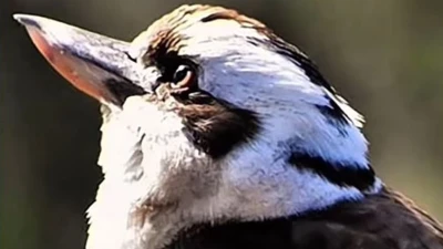 This photo of a kookaburra has a second creature hidden in it