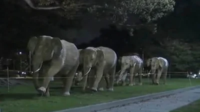Year-long great elephant migration ends in Beverly Hills