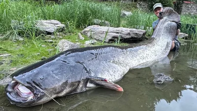 Angler catches enormous 9ft catfish after 50-minute battle