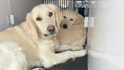Confused female Labrador and adorable puppy found dumped on street