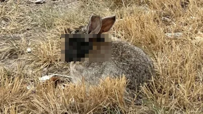 'Frankenstein' rabbits with tentacles on their heads invade US